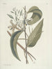 Fish, snakes, insects and some other animals, as well as some plant photos Pl104 - Mark Catesby — artwork view
