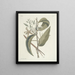 Fish, snakes, insects and some other animals, as well as some plant photos Pl104 - Mark Catesby — framed artwork on a wall