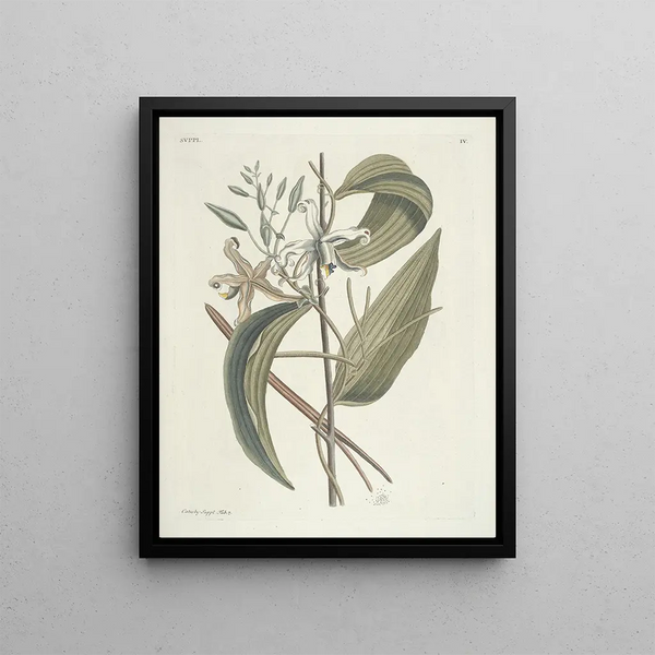 Fish, snakes, insects and some other animals, as well as some plant photos Pl104 - Mark Catesby — framed artwork on a wall