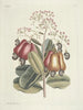 Fish, snakes, insects, and some other animals, as well as some plant photos Pl105 - Mark Catesby — artwork view