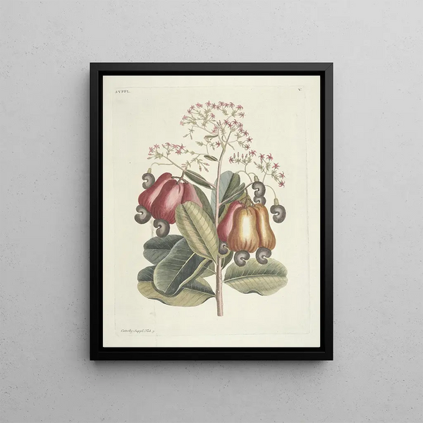 Fish, snakes, insects, and some other animals, as well as some plant photos Pl105 - Mark Catesby — framed artwork on a wall