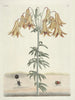 Fish, snakes, insects, and some other animals, as well as some plant photos Pl106 - Mark Catesby — artwork view