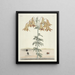 Fish, snakes, insects, and some other animals, as well as some plant photos Pl106 - Mark Catesby — framed artwork on a wall