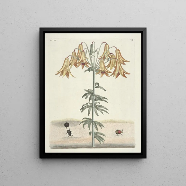 Fish, snakes, insects, and some other animals, as well as some plant photos Pl106 - Mark Catesby — framed artwork on a wall