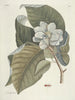 Fish, snakes, insects and some other animals, as well as some plant photos Pl107 - Mark Catesby — artwork view