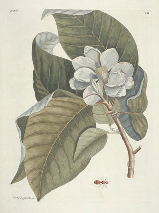 Mark Catesby - Piscium serpentum insectorum aliorumque nonnullorum animalum nec non plantarum quarundam imagines Pl107.webp