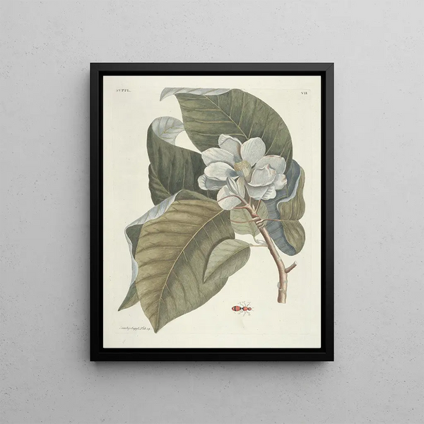 Fish, snakes, insects and some other animals, as well as some plant photos Pl107 - Mark Catesby — framed artwork on a wall