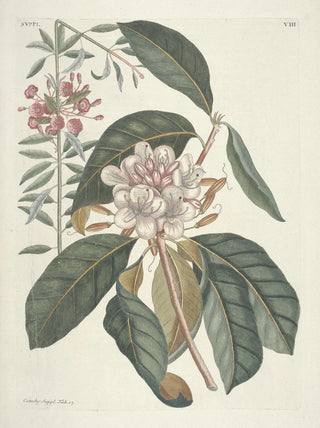 Mark Catesby - Piscium serpentum insectorum aliorumque nonnullorum animalum nec non plantarum quarundam imagines Pl108.webp