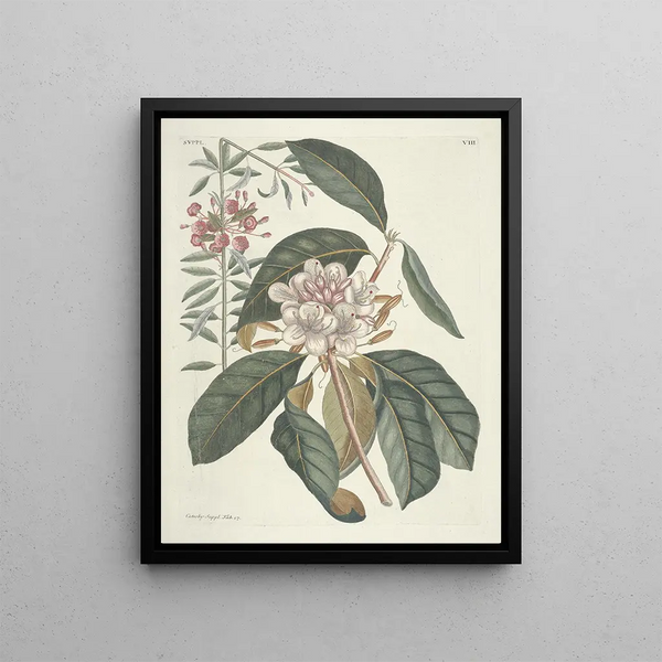 Fish, snakes, insects, and some other animals, as well as some plant photos Pl108 - Mark Catesby — framed artwork on a wall