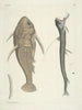 Fish, snakes, insects and some other animals, as well as some plant photos Pl109 - Mark Catesby — artwork view