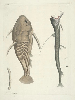 Mark Catesby - Piscium serpentum insectorum aliorumque nonnullorum animalum nec non plantarum quarundam imagines Pl109.webp