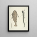 Fish, snakes, insects and some other animals, as well as some plant photos Pl109 - Mark Catesby — framed artwork on a wall