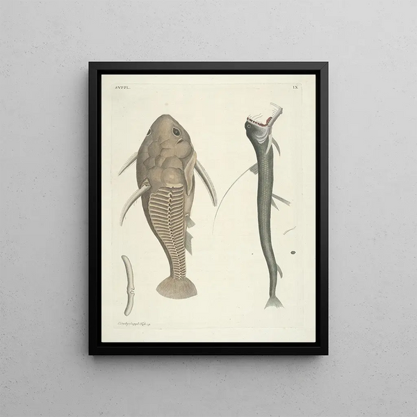 Fish, snakes, insects and some other animals, as well as some plant photos Pl109 - Mark Catesby — framed artwork on a wall