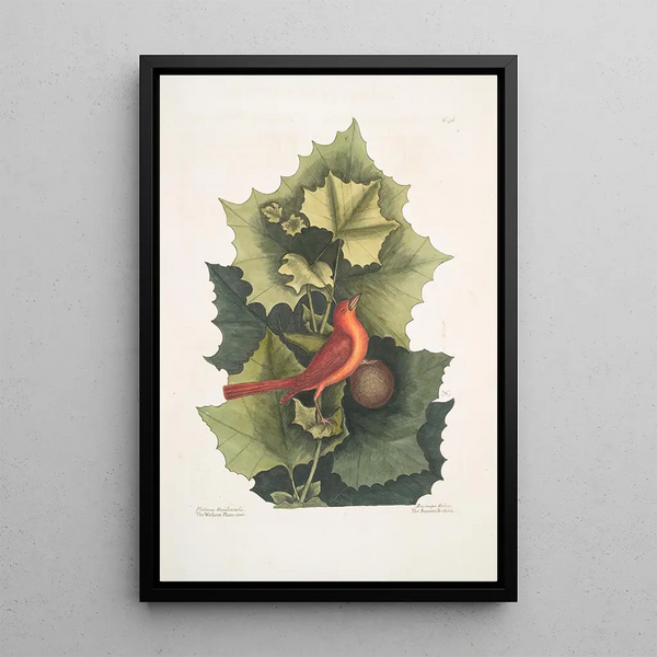 Platinus occidentalis The Western Plane Tree Muscicapa Rubra The Summer Tangara - Mark Catesby — framed artwork on a wall