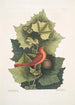 Platinus occidentalis The Western Plane Tree Muscicapa Rubra The Summer Tangara - Mark Catesby — artwork view