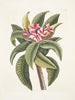 Plumeria - Mark Catesby — artwork view