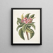 Plumeria - Mark Catesby — framed artwork on a wall