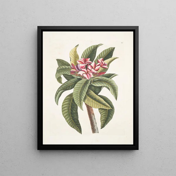 Plumeria - Mark Catesby — framed artwork on a wall