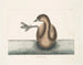 The black-crowned grebe - Mark Catesby — artwork view
