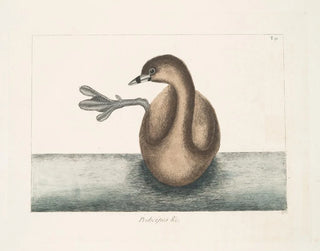 The black-crowned grebe - Mark Catesby — artwork view