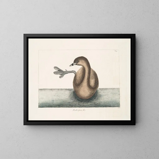 The black-crowned grebe - Mark Catesby — framed artwork on a wall
