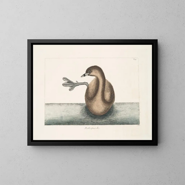 The black-crowned grebe - Mark Catesby — framed artwork on a wall