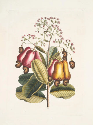 Mark Catesby - Pomifera c The CushewTree.webp