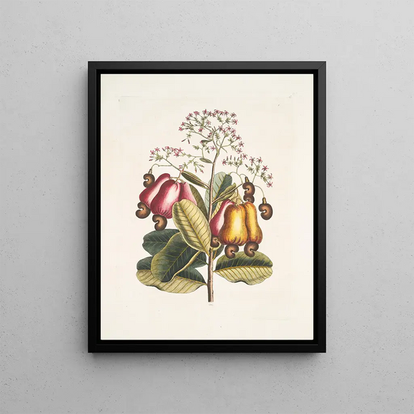 Pomifera c Le Cushew Tree - Mark Catesby — framed artwork on a wall