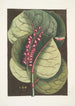 Prunus maritima racemosa The Mangrove Raisin Tree Phalna Caroliniana c - Mark Catesby — framed artwork on a wall