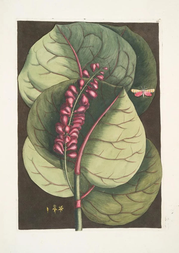 Prunus maritima racemosa The Mangrove Raisin Tree Phalna Caroliniana c - Mark Catesby — framed artwork on a wall