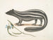 PseudoPhalangium ramosum Putorius le Putois - Mark Catesby — artwork view