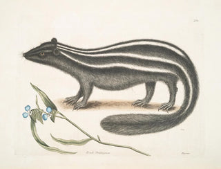 PseudoPhalangium ramosum Putorius le Putois - Mark Catesby — artwork view
