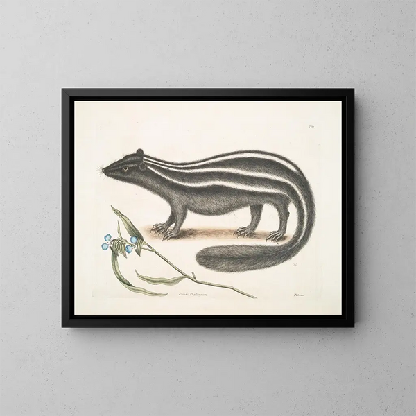 PseudoPhalangium ramosum Putorius le Putois - Mark Catesby — framed artwork on a wall