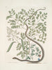 Pseudo Santalum croceum Brasiletto Passiflore c Anguis gracilis tacheté The striped ribbon snake - Mark Catesby — artwork view