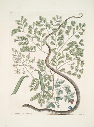 Mark Catesby - PseudoSantalum croceum Brasiletto Flos Passionis c Anguis gracilis maculatus The Spotted RibbonSnake.webp