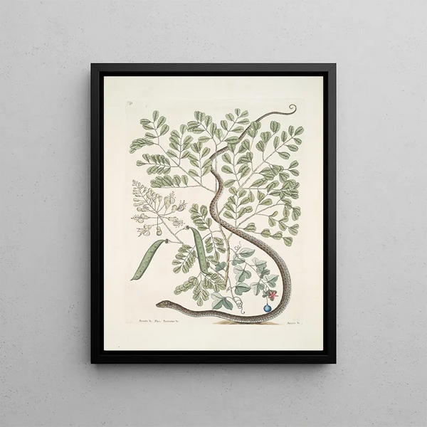 Pseudo Santalum croceum Brasiletto Passiflore c Anguis gracilis tacheté The striped ribbon snake - Mark Catesby — framed artwork on a wall