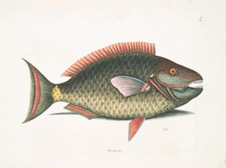 Psittacus and the parrotfish - Mark Catesby — artwork view