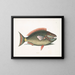 Psittacus and the parrotfish - Mark Catesby — framed artwork on a wall