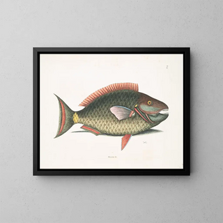 Psittacus and the parrotfish - Mark Catesby — framed artwork on a wall