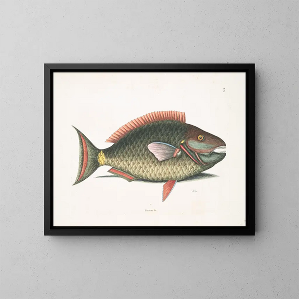 Psittacus and the parrotfish - Mark Catesby — framed artwork on a wall