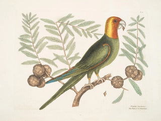 The Parrot of Caroline - Mark Catesby — artwork view
