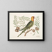 The Parrot of Caroline - Mark Catesby — framed artwork on a wall
