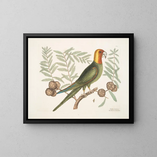 The Parrot of Caroline - Mark Catesby — framed artwork on a wall