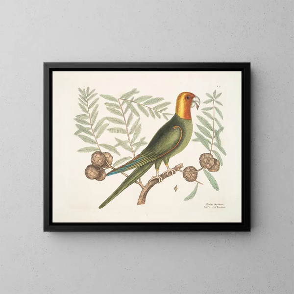 The Parrot of Caroline - Mark Catesby — framed artwork on a wall