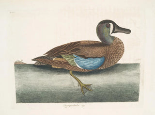 White-faced Whistling Duck - Mark Catesby — artwork view