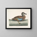 White-faced Whistling Duck - Mark Catesby — framed artwork on a wall