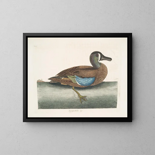 White-faced Whistling Duck - Mark Catesby — framed artwork on a wall