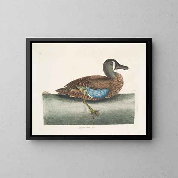 White-faced Whistling Duck - Mark Catesby — framed artwork on a wall