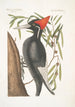 Quercus Anpotius Ilex Marilandica folio longo angusto salicis Oak Willow Picus Maximus rostro Albo Grand Beak White - Mark Catesby — artwork view