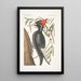 Quercus Anpotius Ilex Marilandica folio longo angusto salicis Oak Willow Picus Maximus rostro Albo Grand Beak White - Mark Catesby — framed artwork on a wall
